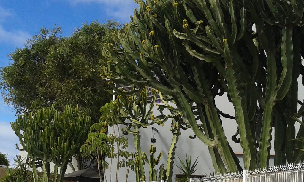Apartamento Pardela Costa Adeje  Kültér fotó